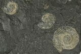 Fossil Ammonite Cluster - Posidonia Shale, Germany #368177-1